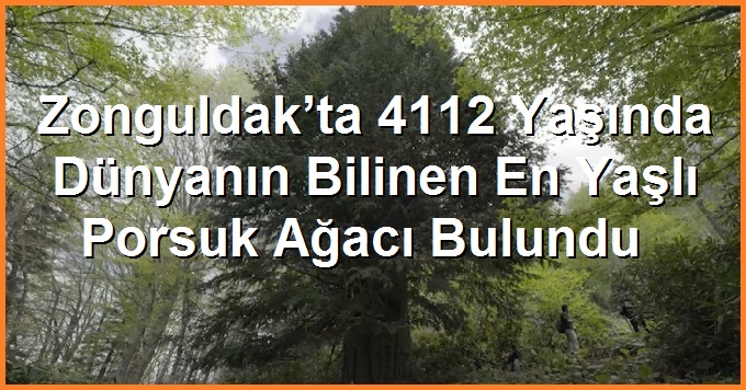 Zonguldak’ta 4112 Yaşında Dünyanın Bilinen En Yaşlı Porsuk Ağacı Bulundu