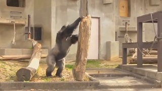 Güç Gösterisi Yapan Goril
